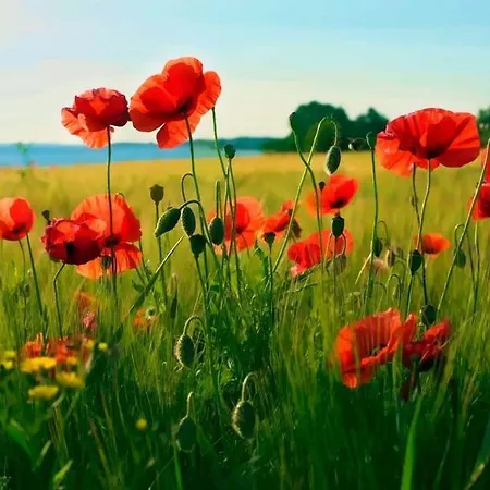 Hotel Avernako Faaborg